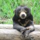 Gambar beruang madu ((Helarctos malayanus) | Foto: Pixabay