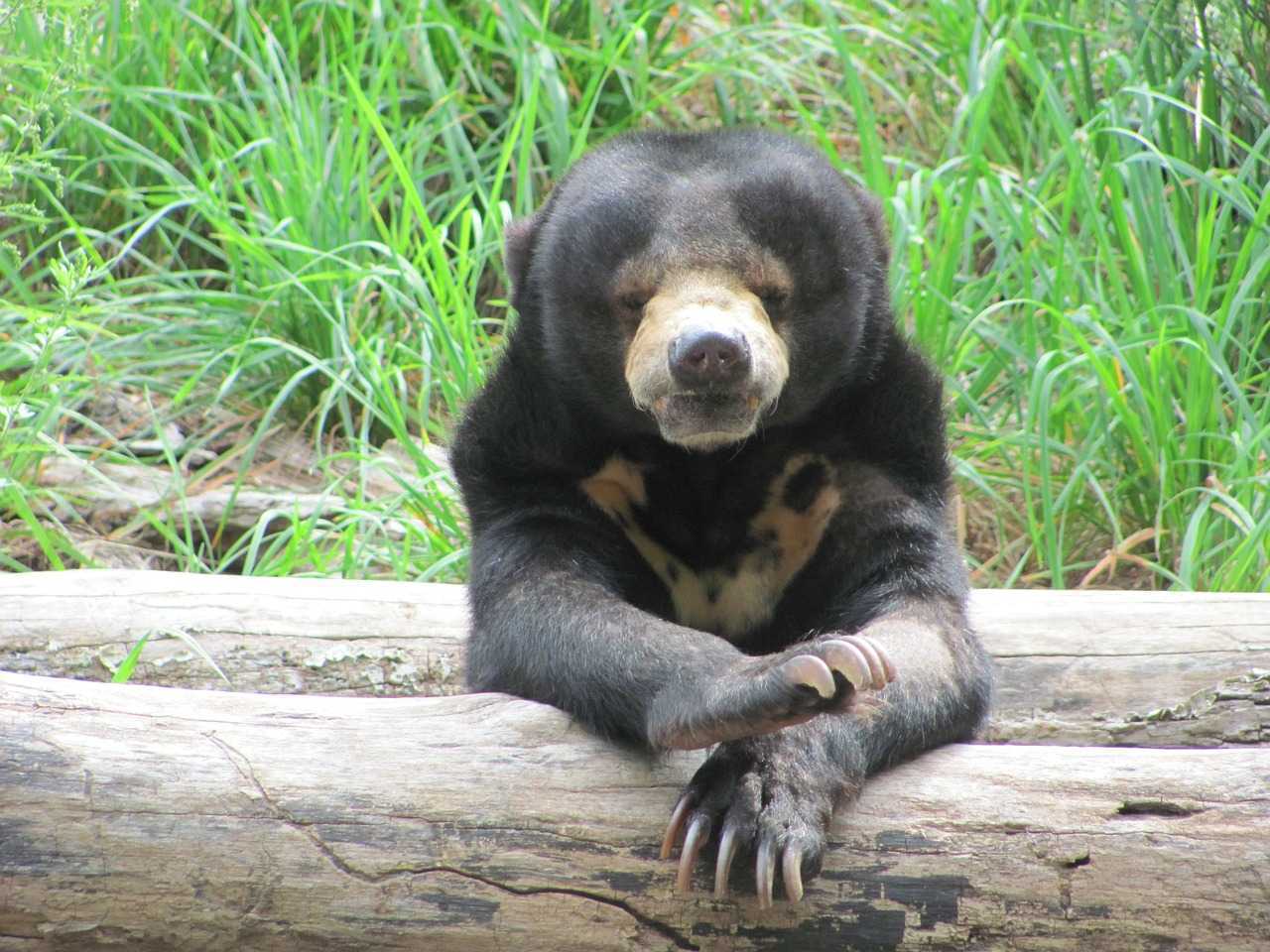 Gambar beruang madu ((Helarctos malayanus) | Foto: Pixabay