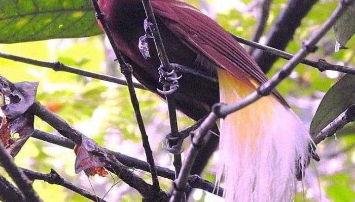 BBKSDA Papua Barat Lepasliarkan 15 Burung Endemik Papua di TWA Sorong
