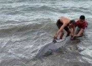Warga Bantu Lumba-lumba Hidung Botol Kembali ke Laut Lepas