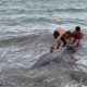 Seekor individu lumba-lumba hidung botol sedang dievakuasi oleh warga karena terdampar di pesisir Pantai Desa Kupa, Kecamatan Mallusetasi, Kabupaten Barru, Sulawesi Selatan. | Foto: Tribun Barru
