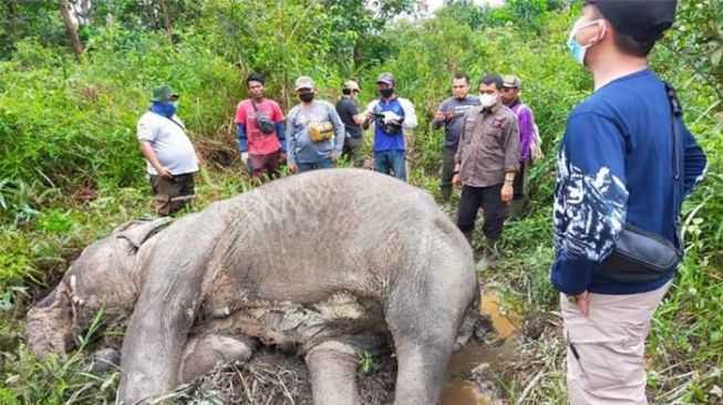 Seekor gajah didapati dalam keadaan mengenaskan, mati di wilayah Bukit Apolo, Desa Bagan Limau, Kecamatan Ukui, Kabupaten Pelalawan. | Foto: Dok. BBKSDA Riau
