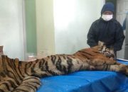 Harimau Sumatera Mati di Tempat Penyelamatan Satwa