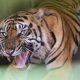 Harimau sumatera (Panthera tigris sumatrae) | Foto: Fransisco Carolio/Antara