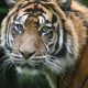 Harimau sumatera (Panthera tigris sumatrae) | Foto: Pixabay