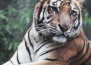 Masuk Hutan Larangan, Penebang Kayu Berkonflik dengan Harimau