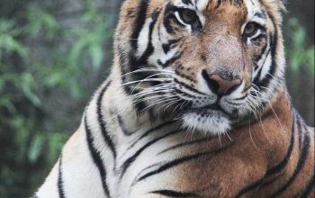 Harimau sumatera (Panthera tigris sumatrae) kembali mengalami konflik dengan manusia. | Foto: Pmunadi/Pixabay