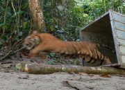 Masuk Kebun Kopi Gayo, Harimau Dituding Mangsa Kambing Warga