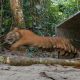 Seekor harimau sumatera betina bernama Putroe Kapho saat dilepasliarkan di kawasan Taman Nasional Gunung Leuser, Jumat (18/11). | Foto: Antara/HO-BKSDA Aceh