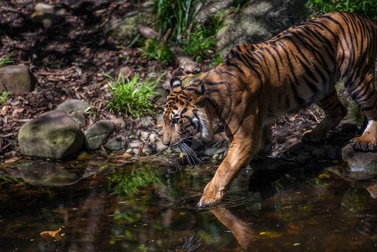 Harimau Sumatera (Panthera Togros Sumatrae) | Foto: Pixabay