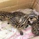 Empat ekor anak kucing kuwuk (Prionailurus bengalensis) ditemukan oleh warga Agam di sawah dan kini telah diserahkan ke BKSDA Sumbar. | Foto: Istimewa/Inews Sumbar