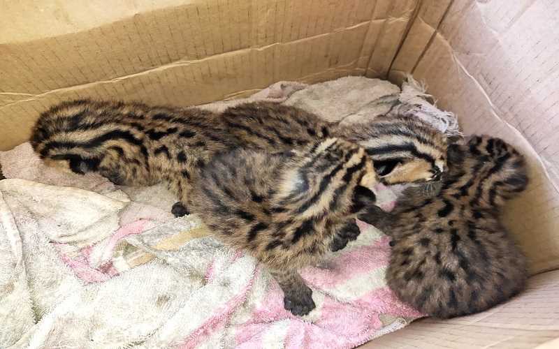 Empat ekor anak kucing kuwuk (Prionailurus bengalensis) ditemukan oleh warga Agam di sawah dan kini telah diserahkan ke BKSDA Sumbar. | Foto: Istimewa/Inews Sumbar