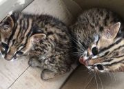 Dua Anak Kucing Kuwuk Diserahkan ke BBKSDA Sumut