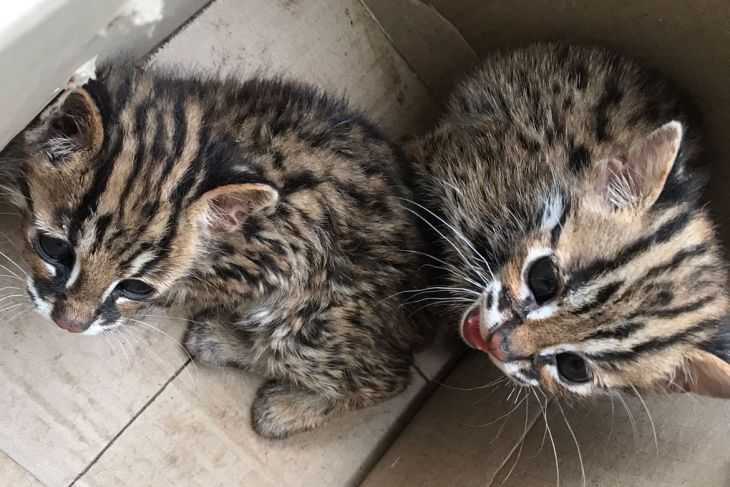 Dua ekor anak kucing kuwuk diserahkan ke BBKSDA Sumatera Utara. | Foto: Antara/HO-BBKSDA Sumut