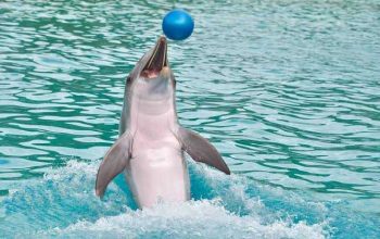 Seekor lumba-lumba, mamalia laut sedang bermain bola. | Foto: Christels/Pixabay