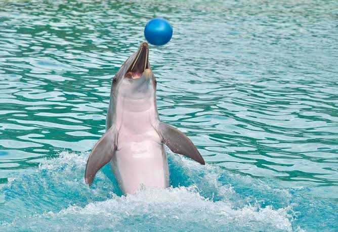 Seekor lumba-lumba, mamalia laut sedang bermain bola. | Foto: Christels/Pixabay