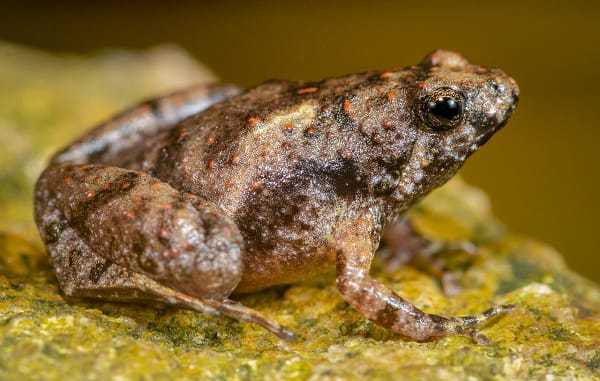 Spesies katak terbaru yakni katak kecil bermulut sempit, yang dinamai Microhyla sriwijaya. | Foto: Lembaga Ilmu Pengetahuan Indonesia (LIPI)