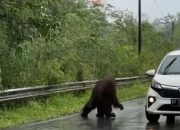 Diduga Kuat Terusik dan Lapar, Orangutan Menyeberangi Jalan di Kutai