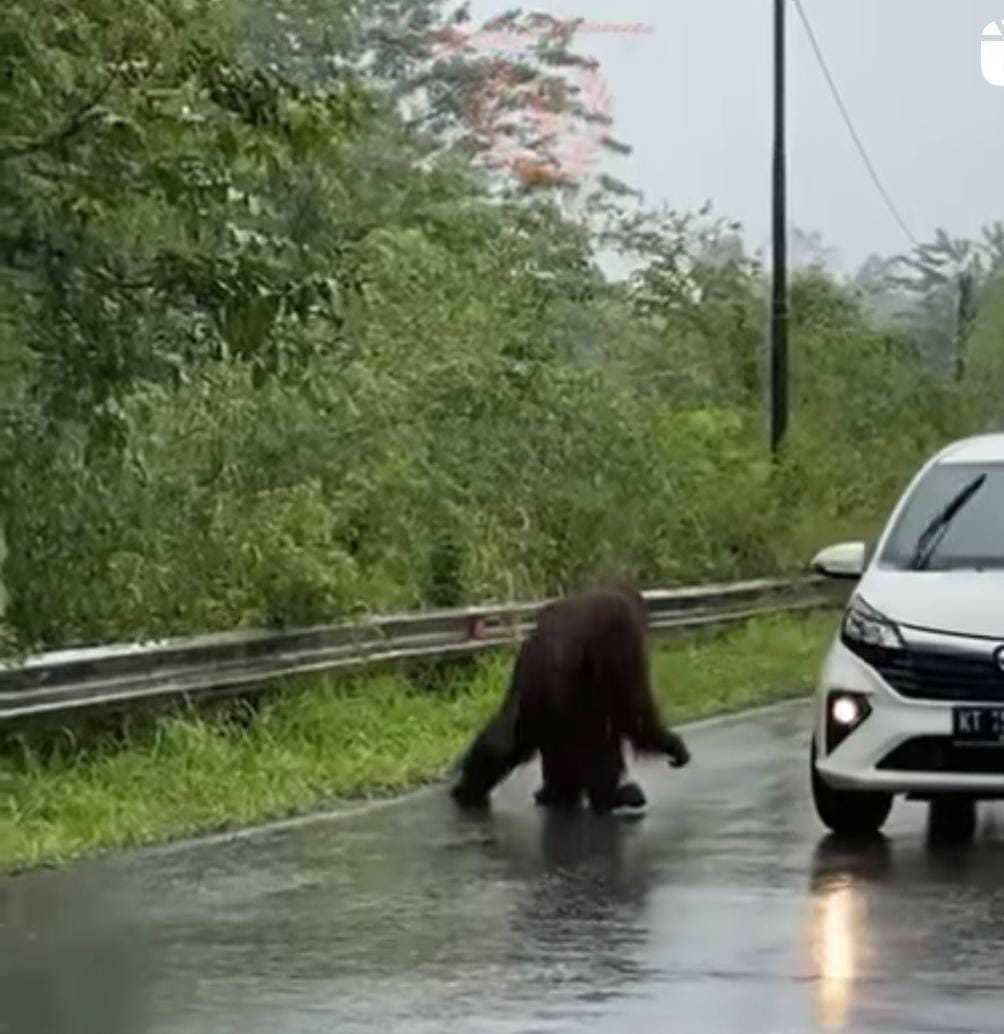 Seekor orangutan terlihat melintas di Jalan Raya di Kutai, Kalimantan Timur saat cuaca gerimis dan jalan aspal yang basah. | Foto: The Centre for Orangutan Protection (COP)/Instagram