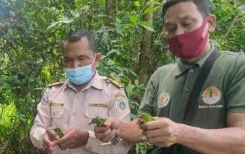 Burung cucak hijau dilepasliarkan oleh BKSDA Pos Jaga Sampit dan Petugas Balai Karantina Wilayah setempat ke alam liar. | Foto: Borneonews