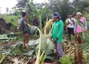 Dua Ekor Gajah Sumatera Menerobos Masuk Kebun Warga