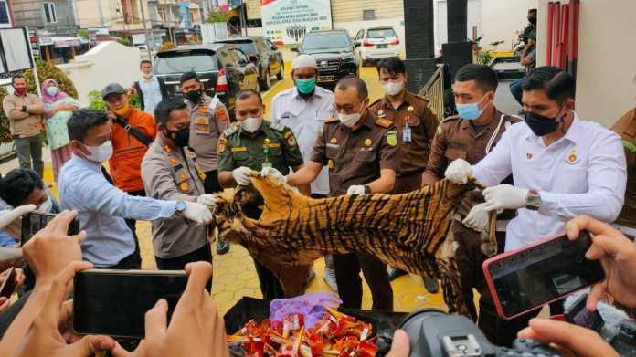 Pemusnahan barang bukti kejahatan satwa dilindungi, antara lain kulit harimau sumatera, sisik trenggiling, dan paruh rangkong. | Foto: Dok. Kejari Aceh Tengah/Aceh Satu