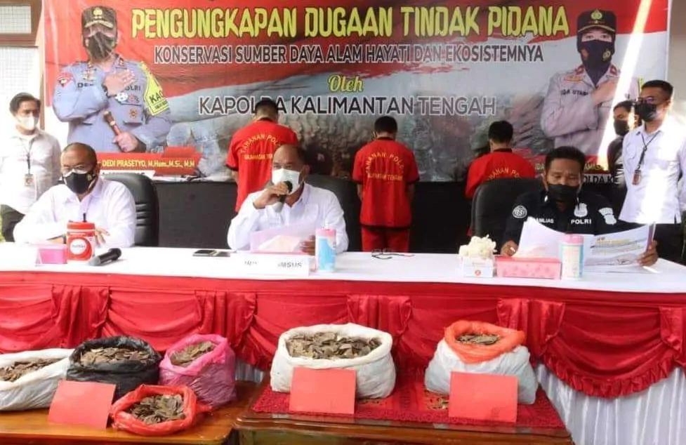 Konferensi Pers Ditreskrimsus Polda Kalteng terkati kasus perdagangan sisik trenggiling seberat 22,64 kilogram. | Foto: Humas Polda Kalteng