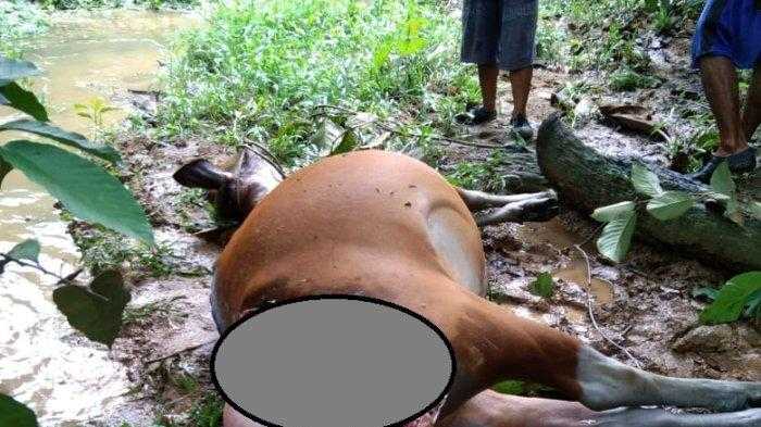 Hewan ternak yaitu seekor sapi yang dimangsa oleh harimau sumatera. | Foto: Tribun Jambi