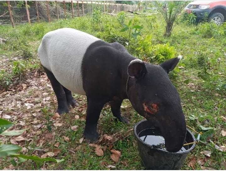 Seekor tapir yang ditemukan dalam ekadaan terluka di perkebunan warga. | Foto: Dok. BBKSDA Riau