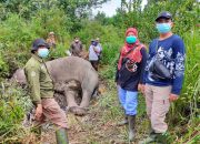 Gajah Mati Mengenaskan di Riau, Ini Hasil Nekropsinya!