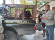 BKSDA Sumbar Lakukan Titip Rawat Siamang Hasil Serahan Warga