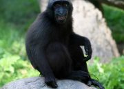 Sadar Lingkungan, Pengusaha Menyerahkan Monyet Yaki ke BKSDA Sulut