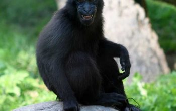 Yaki (Macaca nigra) monyet hitam sulawesi atau monyet molai. | Foto: Skeeze/Pixabay