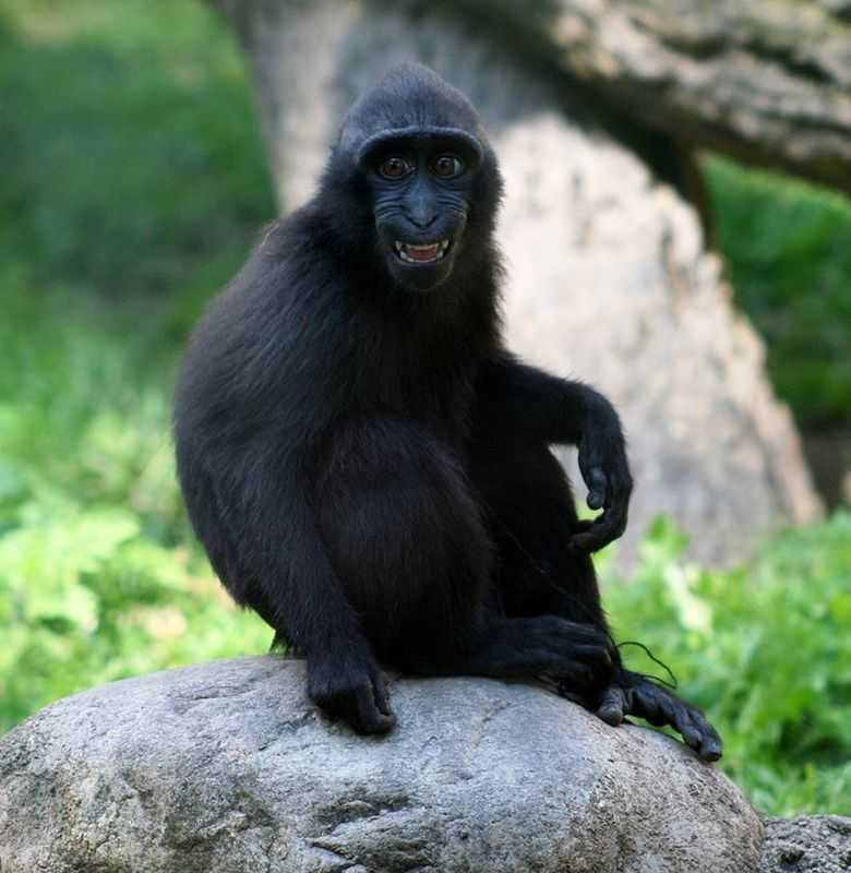Yaki (Macaca nigra) monyet hitam sulawesi atau monyet molai. | Foto: Skeeze/Pixabay