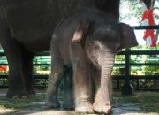 Ini Hasil Diagnosa Anak Gajah Sumatera yang Mati di KBS