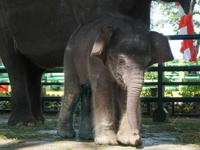 Anak gajah sumatera bernama Dumbo ketika masih hidup. | Foto: Dok. Humas KBS