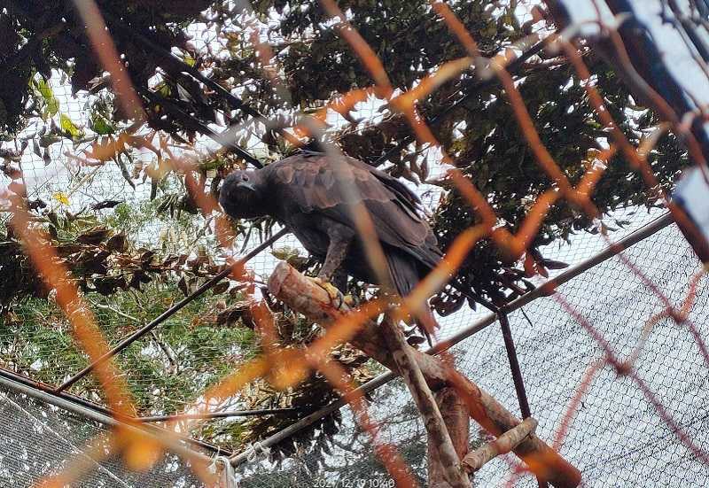 Gambar burung elang brontok yang dilepasliarkan oleh Menteri Sosial Tri Rismaharini. | Foto: Dok. BKSDA Sumatera Selatan