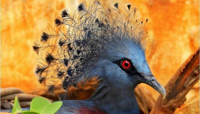 Burung Dara Mahkota, Maskot Manokwari yang Terancam Punah