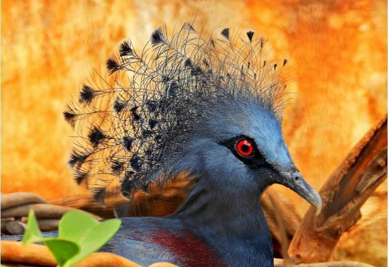 Seekor burung mambruk victoria (Goura victoria). | Foto: IUCN