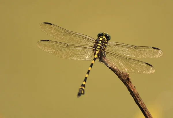 Gambar Capung tombak loreng. | Foto: Tommy Apriando/Mongabay