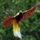 Ilustrasi gambar burung cendrawasih kuning. | Foto: Bobo.id
