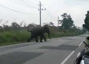 Gajah Sumatera Kembali Tampak Melintas di Jalan Raya