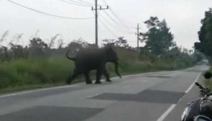 Gajah Sumatera Kembali Tampak Melintas di Jalan Raya