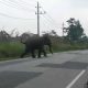 Hasil tangkapan layar yang memperlihatkan seekor gajah liar sedang melewati jalan raya di daerah Pintu Rime Gayo, Bener Meriah. | Foto: Tangkapan layar/Ajnn