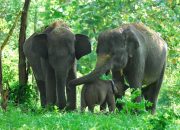 Singky: Bukan Hanya Gajah Sumatera, Orangutan juga Mati di KBS