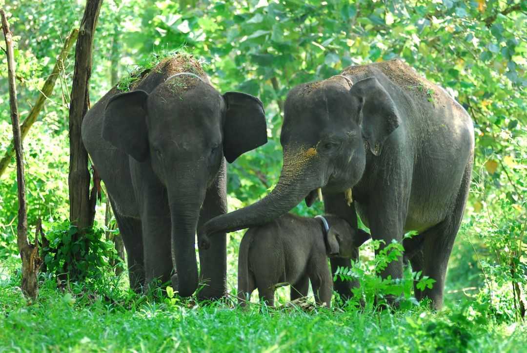 Ilustrasi gajah sumatera bersama anaknya. | Foto: Halloriau/Rimbakita