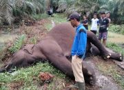 Gajah Sumatera Ditemukan Tewas di Area Perkebunan Sawit