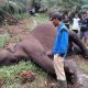 Seekor gajah sumatera berjenis kelamin betina ditemukan mati di area perkebunan kelapa sawit di Riau. | Foto: Dok. BBKSDA Riau/Instagram