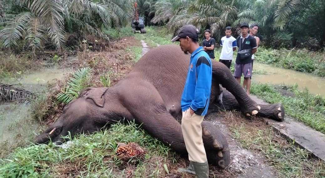 Seekor gajah sumatera berjenis kelamin betina ditemukan mati di area perkebunan kelapa sawit di Riau. | Foto: Dok. BBKSDA Riau/Instagram