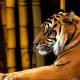 Gambar harimau sumatera (Panthera tigris sumatrae) | Foto: RaeWallis/Pixabay